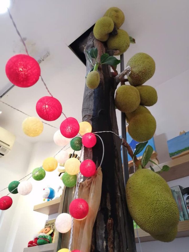 Ảnh cây mít trĩu quả mọc giữa nơi làm việc bị bình luận là giả: Người chụp lên tiếng - 2