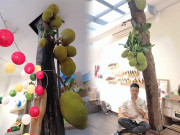 Tin tức - Ảnh cây mít trĩu quả mọc giữa nơi làm việc bị bình luận là giả: Người chụp lên tiếng