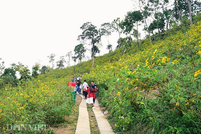 Rừng hoa dã quỳ đẹp mê hồn thu hút ngàn người check in ở Hà Nội - 8
