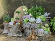 Nhà đẹp - Tuổi Mùi hợp cây gì trồng trong nhà sẽ hút nhiều tài lộc, may mắn cho gia chủ?