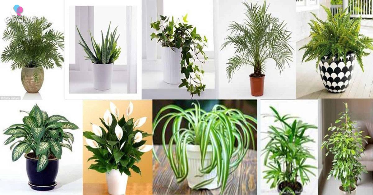 Sinh Năm 1967 Hợp Cây Gì? Tìm Hiểu Cây Phù Hợp Cho Người Mệnh Thủy