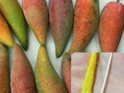 Ngon-bổ-rẻ - Tận mục quả xoài nhìn xa ngỡ trái ớt, hạt nhỏ như que tăm gây "sốt"