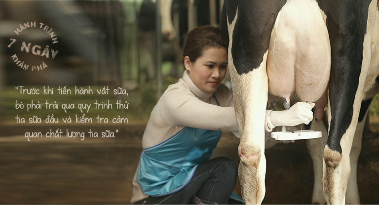 Hành trình 7 ngày khám phá về cách chăm bò sữa đặc biệt của nông dân Cô Gái Hà Lan - 10