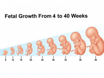 Bảng tiêu chuẩn cân nặng thai theo tuần của WHO