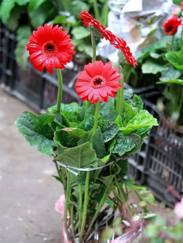 Cúng Rằm chọn đúng 5 loại hoa này, tiền tài tíu tít, buôn gì đắt nấy - 5