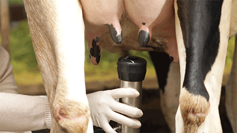 Hành trình 7 ngày khám phá về cách chăm bò sữa đặc biệt của nông dân Cô Gái Hà Lan - 13