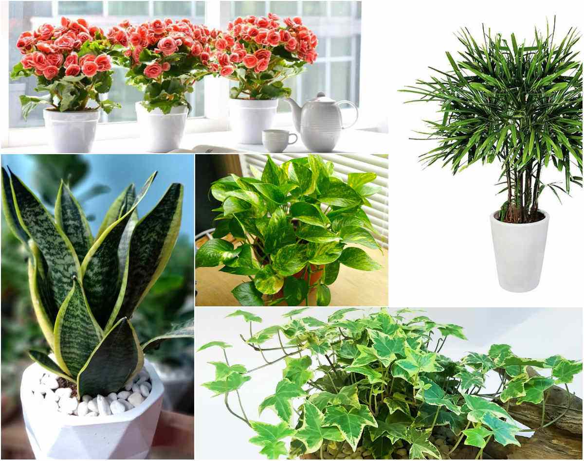 TOP 5 loài cây trồng vừa mang phong thủy lại phòng chống ung thư - 1