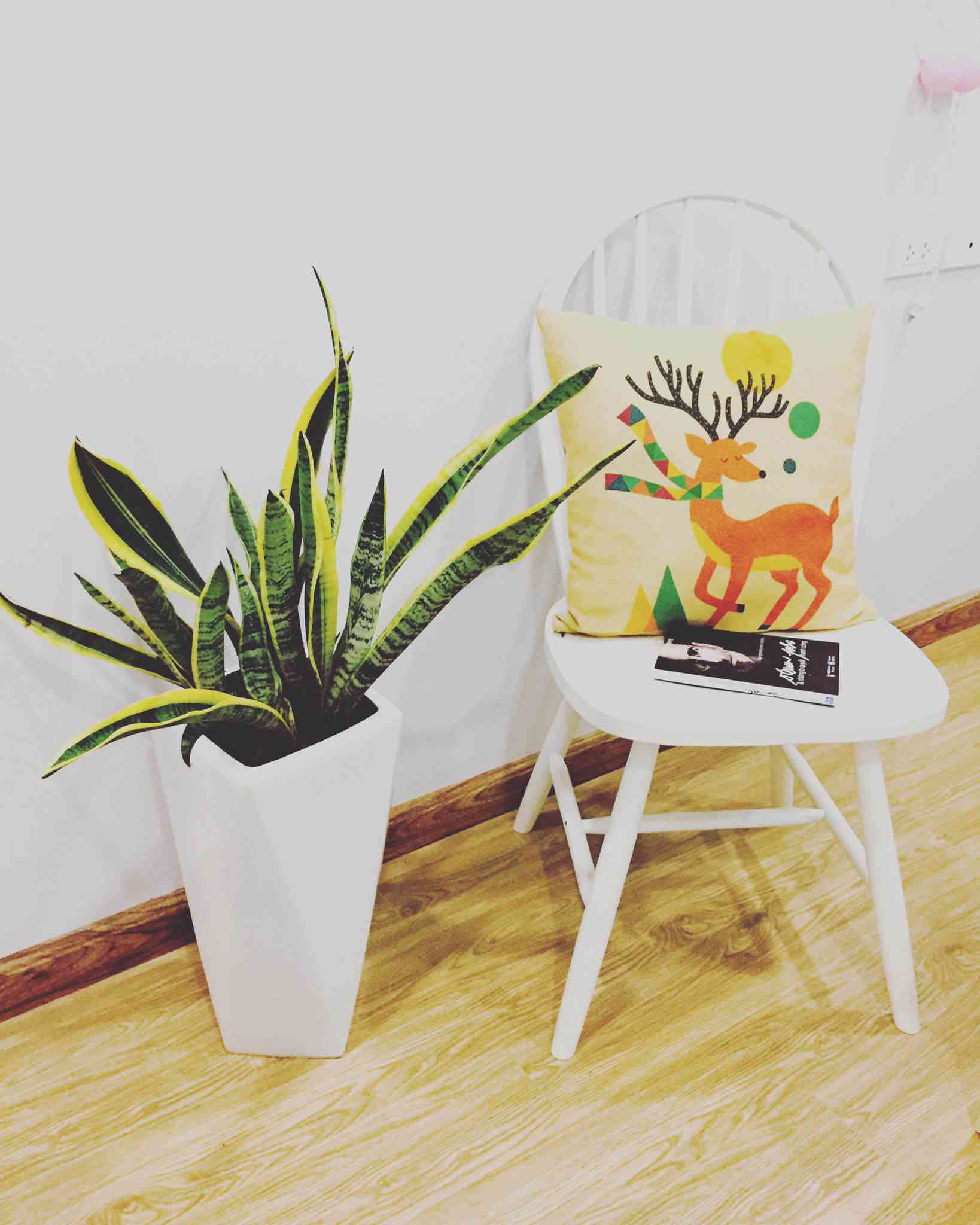 TOP 5 loài cây trồng vừa mang phong thủy lại phòng chống ung thư - 3