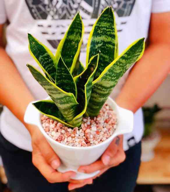 TOP 5 loài cây trồng vừa mang phong thủy lại phòng chống ung thư - 4