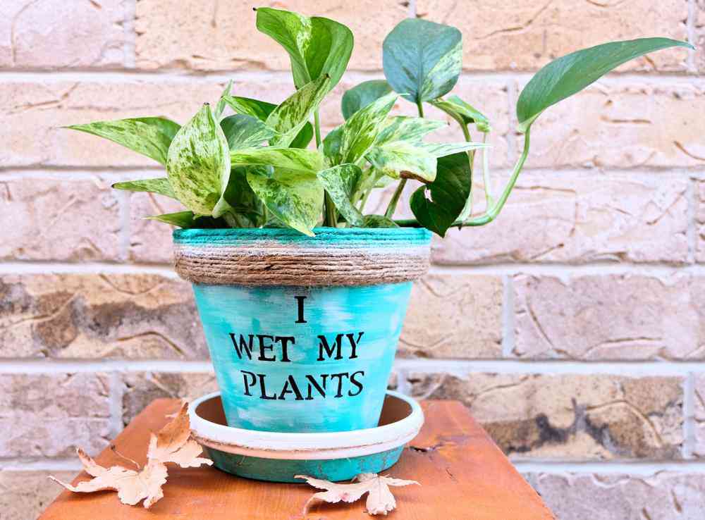 TOP 5 loài cây trồng vừa mang phong thủy lại phòng chống ung thư - 5