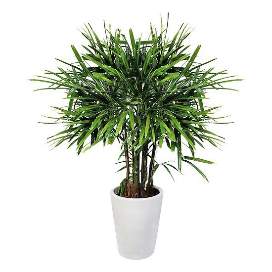 TOP 5 loài cây trồng vừa mang phong thủy lại phòng chống ung thư - 9