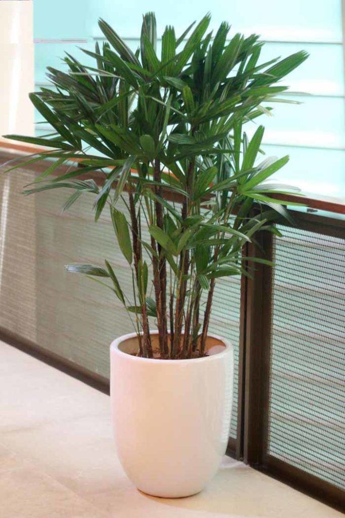 TOP 5 loài cây trồng vừa mang phong thủy lại phòng chống ung thư - 10