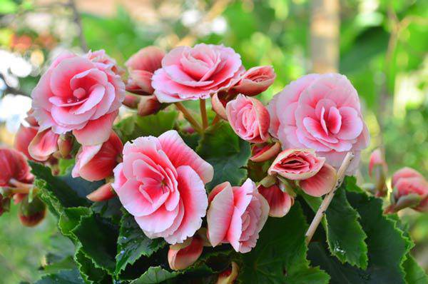 TOP 5 loài cây trồng vừa mang phong thủy lại phòng chống ung thư - 8