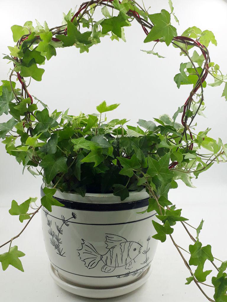 TOP 5 loài cây trồng vừa mang phong thủy lại phòng chống ung thư - 12