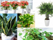 Nhà đẹp - TOP 5 loài cây trồng vừa mang phong thủy lại phòng chống ung thư
