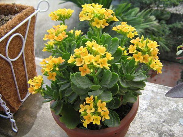 7 loai cay duoc vi nhu