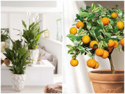 Nhà đẹp - 7 loại cây được ví như "máy lọc không khí", nhà nào cũng nên đặt ít nhất 1 cây