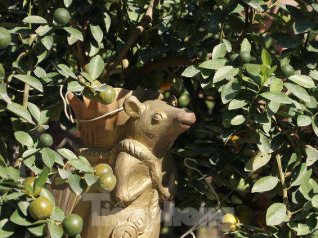 Thị trường cây cảnh nhộn nhịp đón Tết Nguyên Đán: Chuột cõng quất lên ngôi