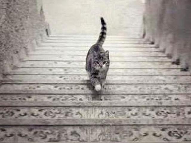 Chú mèo đang đi lên hay đi xuống? Câu trả lời tiết lộ năng lực lãnh đạo bẩm sinh