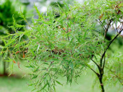 Sức khỏe - Tác dụng của uống nước lá đinh lăng đối với sức khỏe