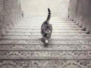 Eva tám - Chú mèo đang đi lên hay đi xuống? Câu trả lời tiết lộ năng lực lãnh đạo bẩm sinh