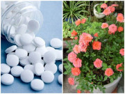 Nhà đẹp - Trồng hoa cho thêm 1 viên thuốc này vào, cây tươi rói, tốt hơn cả phân bón