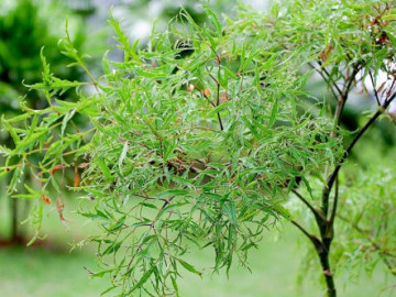 Tác dụng của uống nước lá đinh lăng đối với sức khỏe