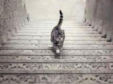 Chú mèo đang đi lên hay đi xuống? Câu trả lời tiết lộ năng lực lãnh đạo bẩm sinh