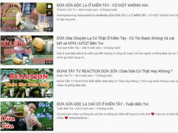 Thực hư giống dừa sữa chỉ có ở Miền Tây đang được nhiều người săn lùng