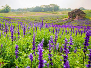 Xem ăn chơi - Cánh đồng hoa "nữ hoàng xanh" giữa lòng Hà Nội đẹp rụng rời, rộng tới 10.000 m2