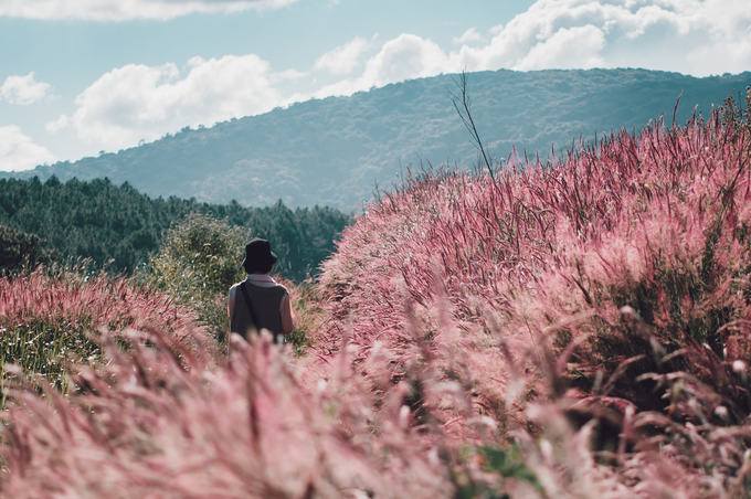 di da lat mua nay ma chua ghe tham doi co hong dep tuyet nay thi phi ca chuyen di - 4