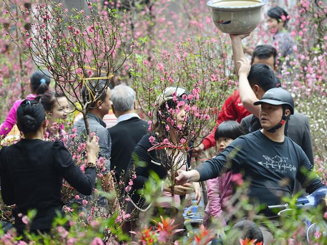 Sợ đào quất không nở đúng dịp Tết, năm nay chủ vườn bán giá cao hơn những năm trước
