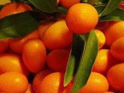 Tiêu dùng - Không ai "chơi" như dân Việt: Mua quất Nhật 2 triệu đồng/kg về làm mứt ăn Tết cho sang chảnh