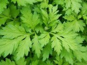 Bà bầu - Thực hư thông tin ăn rau ngải gây sảy thai?