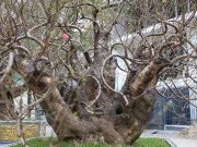 Tin tức - Hà Nội xuất hiện gốc đào rừng có giá cho thuê 100 triệu dịp Tết Nguyên Đán 2020