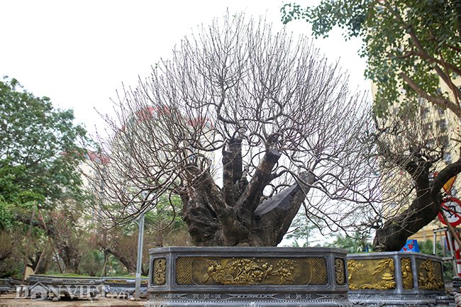 Với dáng vẻ kỳ vĩ, cây thu hút nhiều người ghé vào ngắm cây, hỏi giá mỗi ngày. Chị Thanh Tuyền, chủ vườn bán cây đào đại thụ này cho biết, gốc đào này có thể nói là độc nhất vô nhị ở Việt Nam.