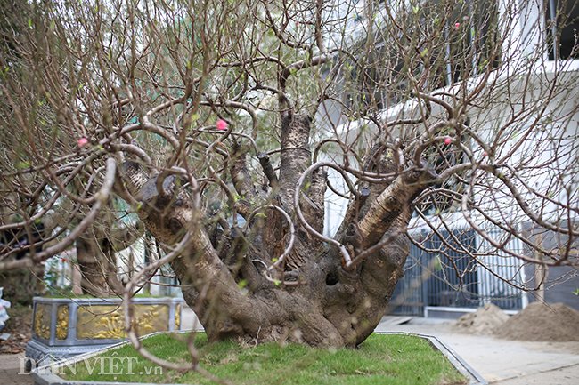 Cây gây ấn tượng với bộ gốc khủng nhiều nhánh. Các nhánh mọc rất cân xứng, vươn đều ra mọi hướng tạo thành thế Long Quần Thụ, tượng trưng cho sự uy quyền.