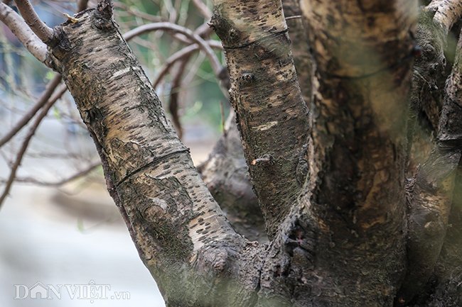 Lớp vỏ cây xù xì, in đậm dấu thời gian. Theo chị Tuyền, cụ ông để lại cây đào này cho nhà chị kể rằng từ khi sinh ra, lớn lên đã thấy cây đào này sừng sững ở đó rồi, các cụ lớn khoảng 90, 100 tuổi ngày đó cũng còn không biết chính xác cây có từ bao giờ. 