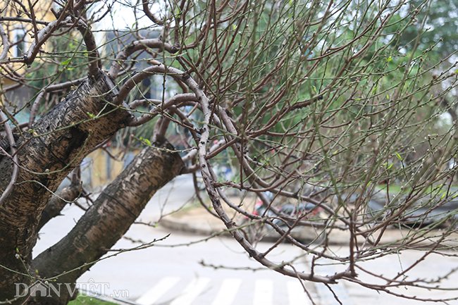 Từ mỗi nhánh cây lớn, các cành nhỏ mọc lan tỏa ra xung quanh, uốn lượn như những con rồng, tạo cảm giác sinh sôi nảy nở, tràn đầy sức sống.