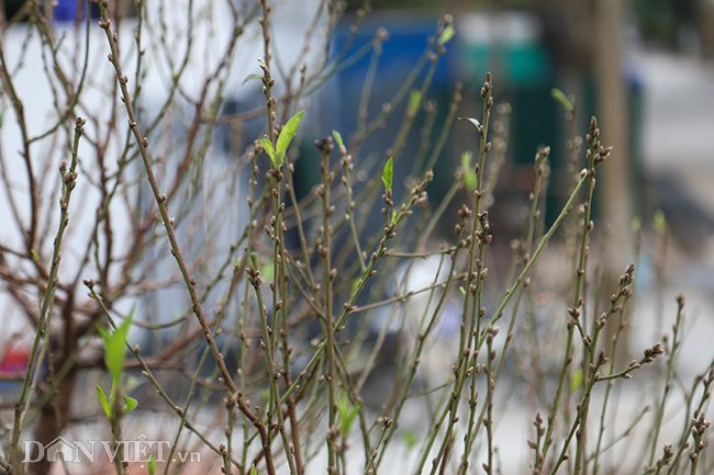 Trên cây, hàng trăm lộc non đang đâm trồi xanh mơn mởn, báo hiệu mùa xuân đã đến gần.