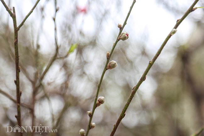 Các cành nhỏ chi chít những nụ hoa còn đang e ấp chờ ngày bung nở, hứa hẹn sẽ khoác lên cây một chiếc áo mới rực rỡ vào mùa xuân.