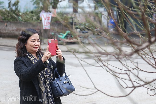 Cây thu hút nhiều khách hàng thượng lưu đến tìm mua, gọi điện hỏi giá. Đến xem cây đào đại thụ, chị Trần Thị Mi Linh (Lạc Long Quân, Hà Nội) cho biết: Cả đời tôi chưa thấy cây đào nào đặc biệt như thế này, mọi thứ đều đẹp một cách hoàn hảo. Tôi thấy rất ưng nên phải chụp ảnh lại để về cho ông xã xem, tính chuyện thuê cây.