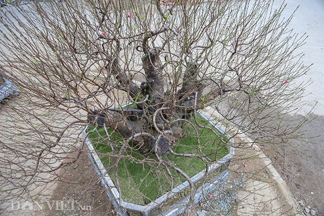 Tuy không tiết lộ con số cụ thể nhưng theo chị Tuyền bật mí, giá thuê cây vào khoảng trên dưới 100 triệu đồng, có thể điều chỉnh tùy thuộc vào mức độ am hiểu và yêu cây cảnh của người thuê.