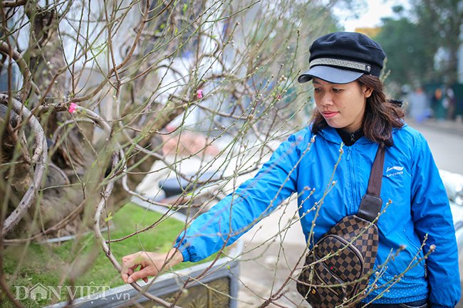 Khi được hỏi về giá bán cây đào đại thụ, chị Tuyền chia sẻ, chị không có ý định bán cây mà chỉ cho thuê.