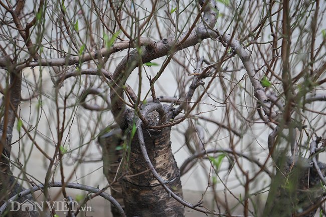 Chưa kể độ quý hiếm, chỉ nói riêng công sức mà các nghệ nhân trồng đào phải bỏ ra để chăm sóc, tạo thế, dáng cho cây đào đại thụ này đã là vượt xa tất cả những cây đào khác trong thiên hạ rồi. Vậy nên, với chúng tôi cây đào này là vô giá, chị Tuyền nói thêm.