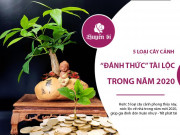 Clip Eva - 5 loại cây cảnh "đánh thức" tài lộc, giúp gia đình đón Xuân Như Ý - Tết Phát Tài