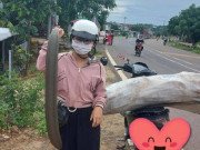 Tiêu dùng - Thứ quả rừng dài cả mét được săn lùng, dân hái bán thu tiền triệu mỗi ngày