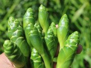 Tiêu dùng - Loại hoa mọc trong vườn, lên chợ mạng có giá tới 70.000 đồng/kg