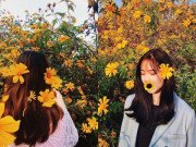 Lifestyle - Team Hà Nội đâu cần đến Đà Lạt xa xôi, Ba Vì cũng sắp bước vào mùa hoa dã quỳ!