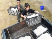 Tiêu dùng - Về quê trồng thứ được ví như "nữ hoàng", người phụ nữ kiếm tiền tỷ khiến cả làng bất ngờ